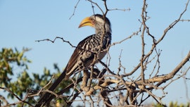 Lowveld Accommodation at NDzuti Tented Bush Camp | Viya