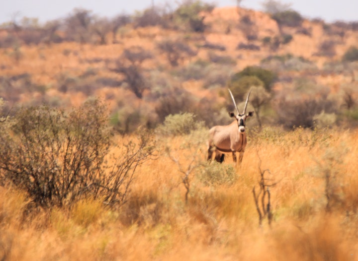 Kalahari Accommodation at Sauer Guest House | Viya