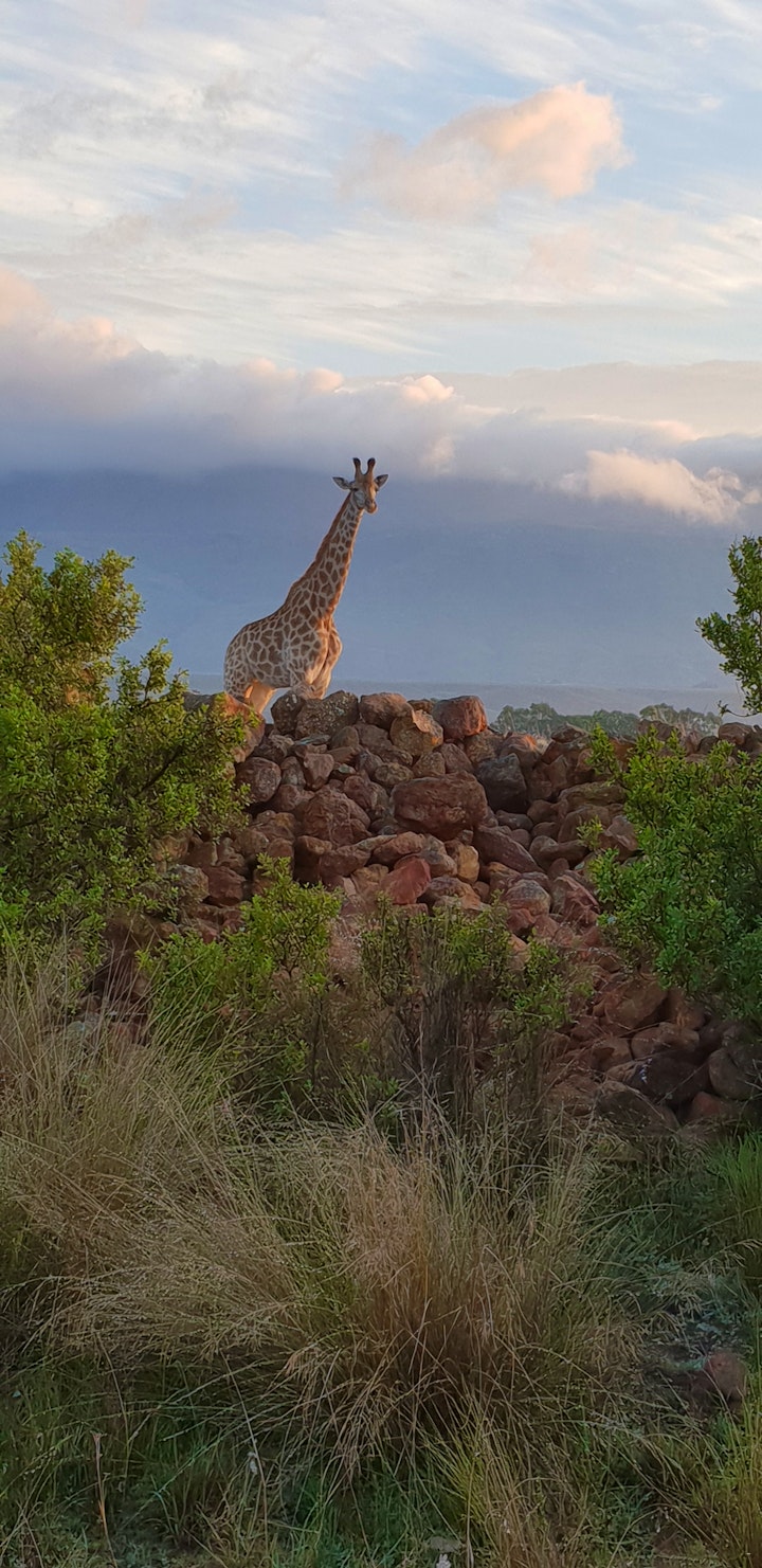 Overberg Accommodation at Kwetu Guest Farm | Viya