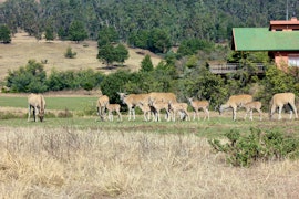 KwaZulu-Natal Accommodation at  | Viya