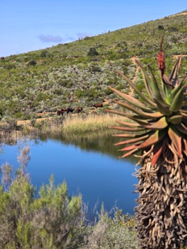 Garden Route Accommodation at Uitkyk Kliphuisie | Viya