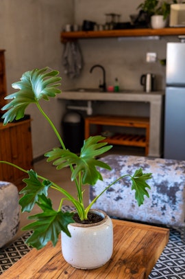 Swartland Accommodation at  | Viya