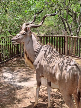 Kruger National Park South Accommodation at Bosbok Rus | Viya