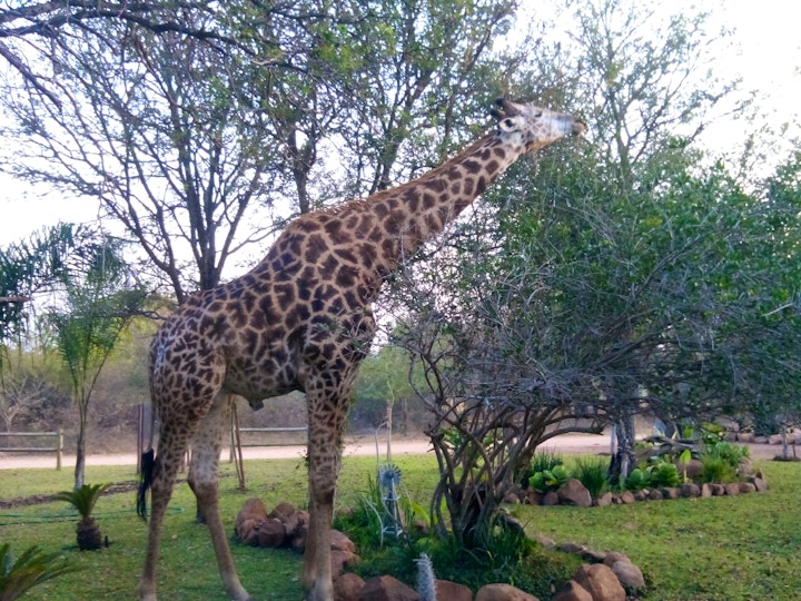 Kruger National Park South Accommodation at Doringpoort: Delagoadoring | Viya