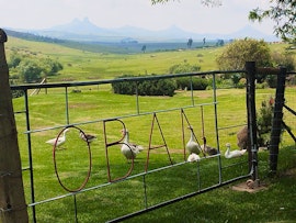 Free State Accommodation at Oban Farm Stay | Viya