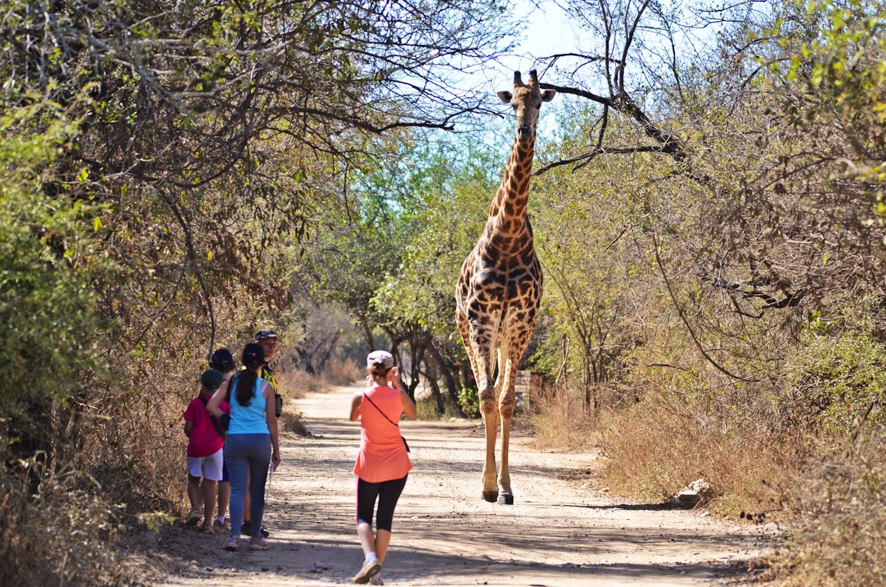 Kruger National Park South Accommodation at  | Viya