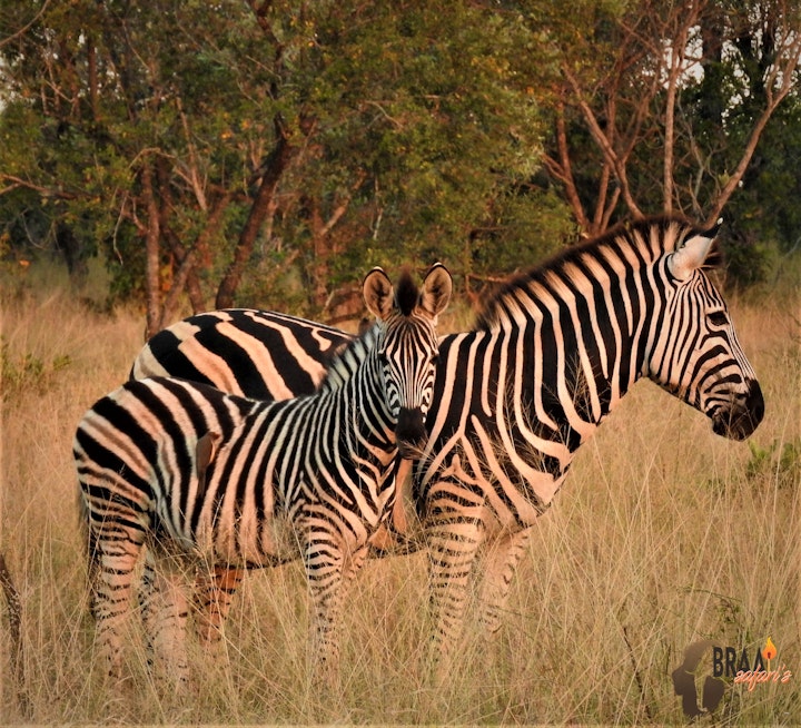 Kruger To Canyons Accommodation at Braai Safaris Lodge | Viya