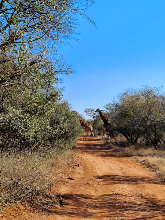 Waterberg Accommodation at  | Viya