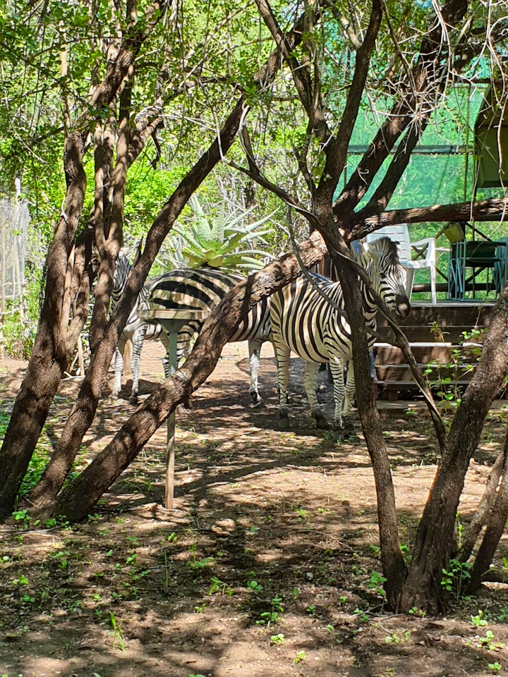 Mpumalanga Accommodation at Marlothi Safari Park | Viya