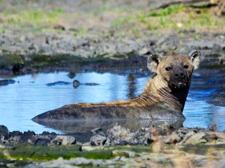 Limpopo Accommodation at Bateleur Safari Camp | Viya