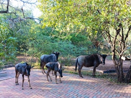 Kruger National Park South Accommodation at Marloth Cottage | Viya