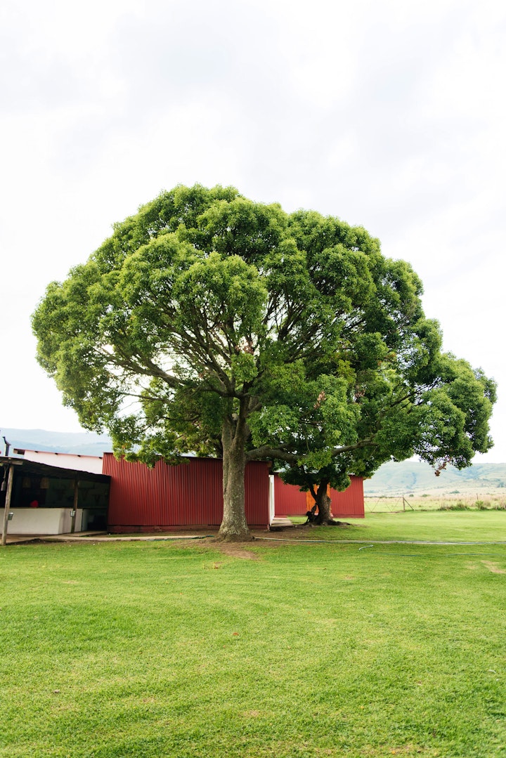 Panorama Route Accommodation at The Cowshed | Viya