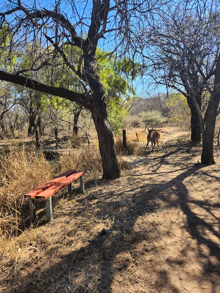 Limpopo Accommodation at Tarentaal Nes | Viya
