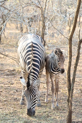 Kruger National Park South Accommodation at Yochanan | Viya