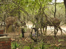 Kruger National Park South Accommodation at  | Viya