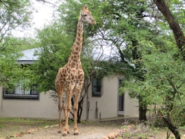 Kruger National Park South Accommodation at Acacia Bush Cottage | Viya