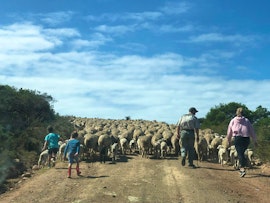 Garden Route Accommodation at Wheatland's Farm House and Chalets | Viya