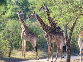 Kruger To Canyons Accommodation at  | Viya