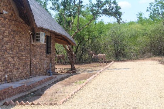 Kruger National Park South Accommodation at  | Viya