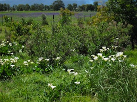 Garden Route Accommodation at Vennebos Cottages | Viya