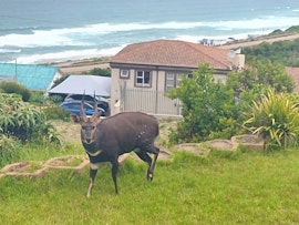 Mossel Bay Accommodation at Ilanga House | Viya