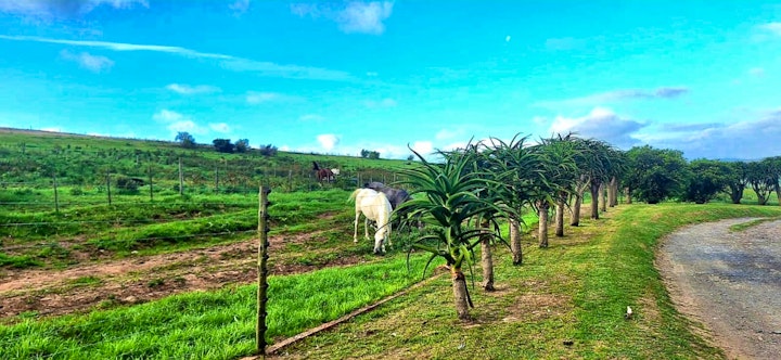 Eastern Cape Accommodation at The Farmstead | Viya