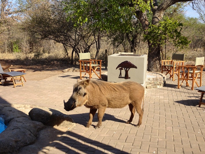 Limpopo Accommodation at Swiblati Lodge | Viya