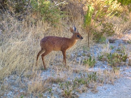 Western Cape Accommodation at Buitenstekloof Baboon's Gift Cottage | Viya