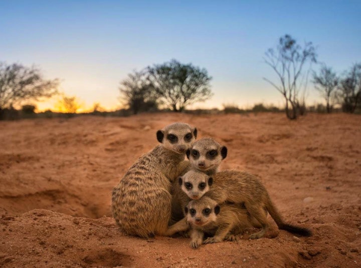 Northern Cape Accommodation at Kalahari Trails Nature Reserve and Meerkat Sanctuary | Viya
