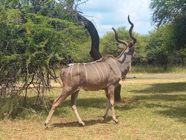 Waterberg Accommodation at Ebenhaeser Oornag Akkommodasie | Viya