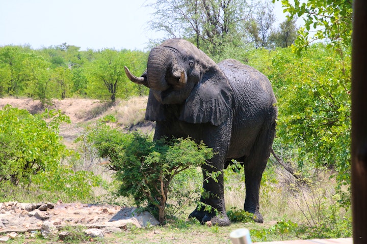 Mpumalanga Accommodation at Umoja Kruger - Wildlife Without Fences | Viya