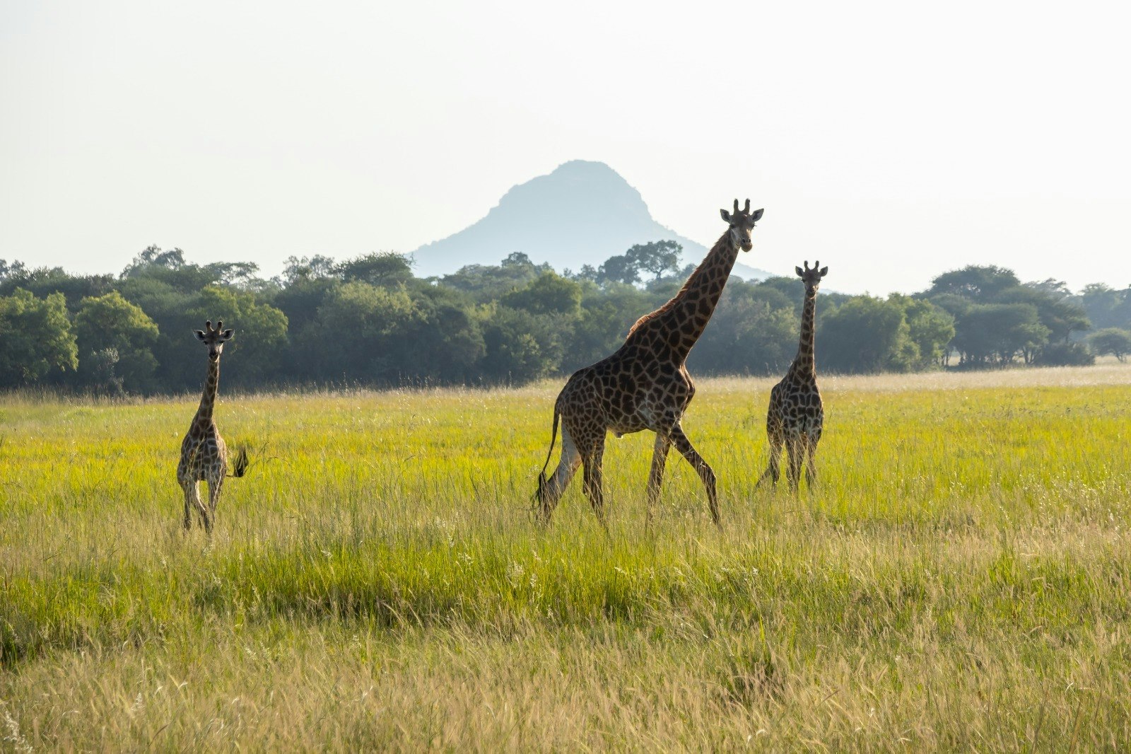 Kranskop Lodge image no 12 of 21