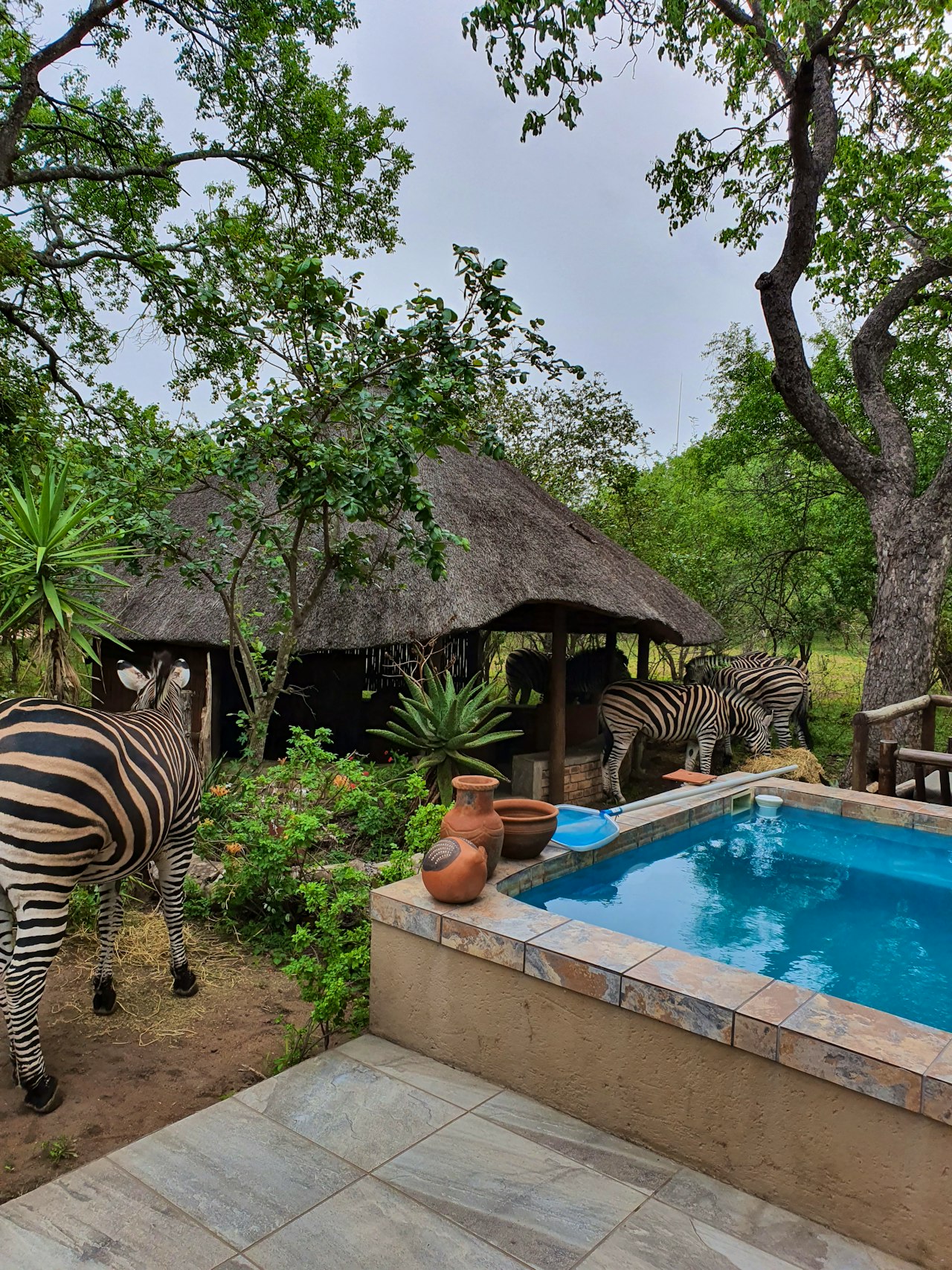 Kruger National Park South Accommodation at  | Viya