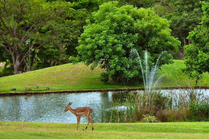 Mpumalanga Accommodation at Kruger Park Lodge Unit No. 608A | Viya