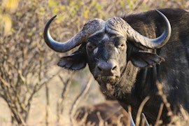 Kruger To Canyons Accommodation at Maroelani Reserve | Viya