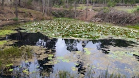 Garden Route Accommodation at Penhill Farm Cabin | Viya