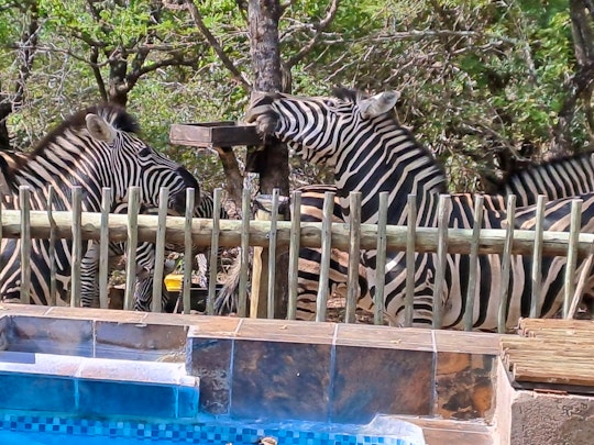 Kruger National Park South Accommodation at  | Viya