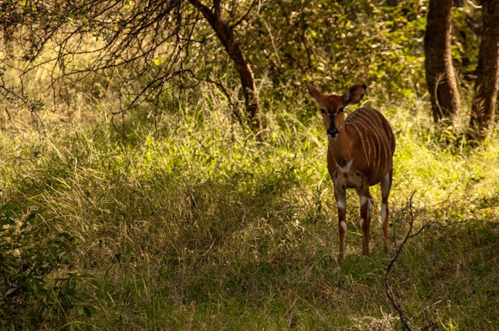 Limpopo Accommodation at Ons Wegkruip Plekkie @ Leeupoort | Viya