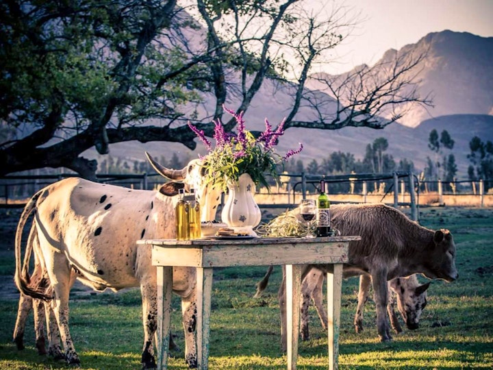 Western Cape Accommodation at Montpellier De Tulbagh | Viya