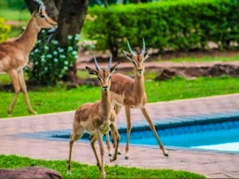 Limpopo Accommodation at Villa Rosa Guest Farm | Viya