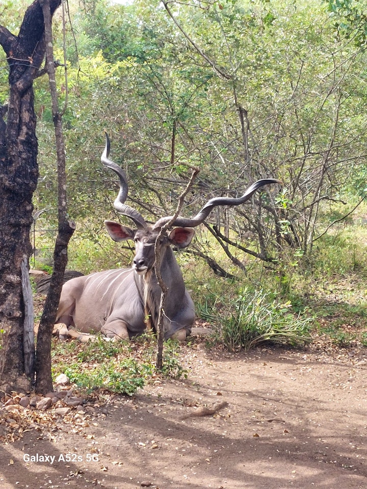 Kruger National Park South Accommodation at Hippoholiday | Viya