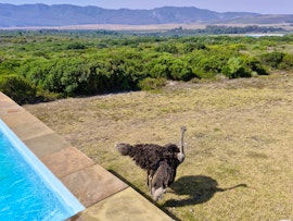 Overberg Accommodation at  | Viya