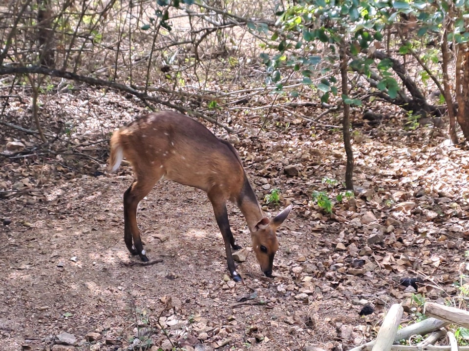 Kruger National Park South Accommodation at  | Viya