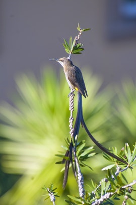 Garden Route Accommodation at Panoramic Blue | Viya