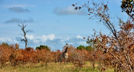 Mpumalanga Accommodation at Kruger Safari Lodge | Viya