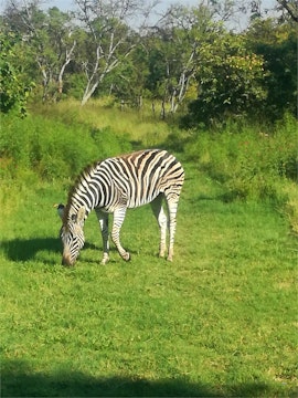 Dinokeng Game Reserve Accommodation at Bark at the Moon | Viya