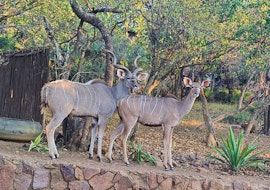 Loskop Valley Accommodation at Pumbas Den | Viya