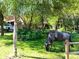 Kruger National Park South Accommodation at Doringpoort: Delagoadoring | Viya