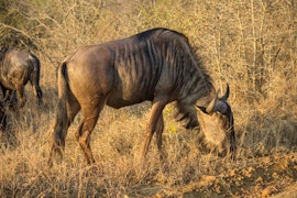 Dinokeng Game Reserve Accommodation at Ndlovu Log Home | Viya