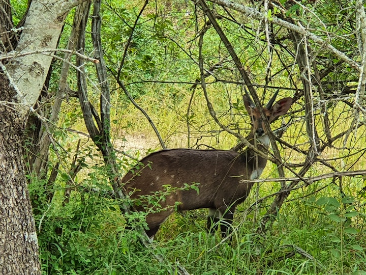 Mpumalanga Accommodation at Buffaloland Safaris - Giraffe Camp | Viya